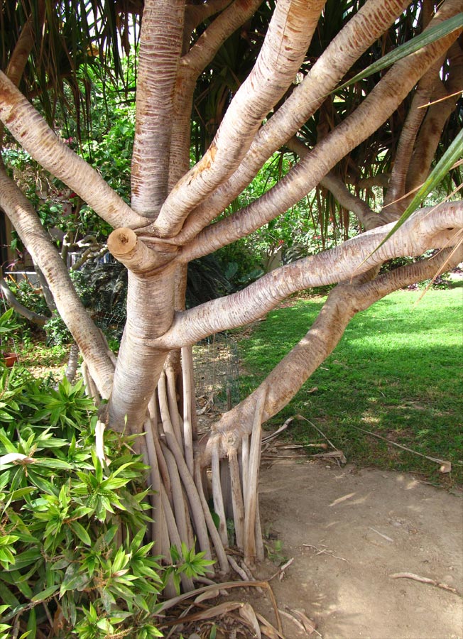 Image of Pandanus utilis specimen.