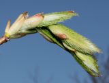 Carpinus cordata