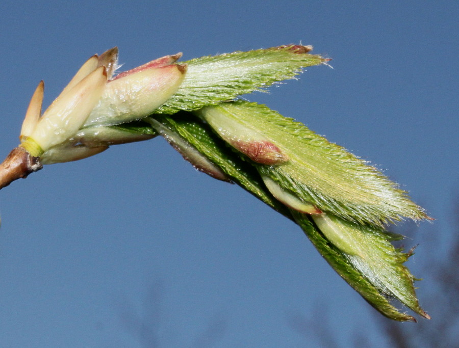 Image of Carpinus cordata specimen.