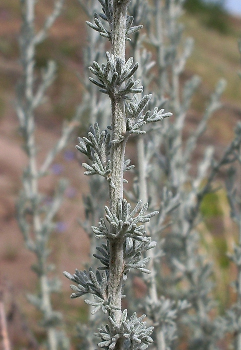 Image of genus Artemisia specimen.