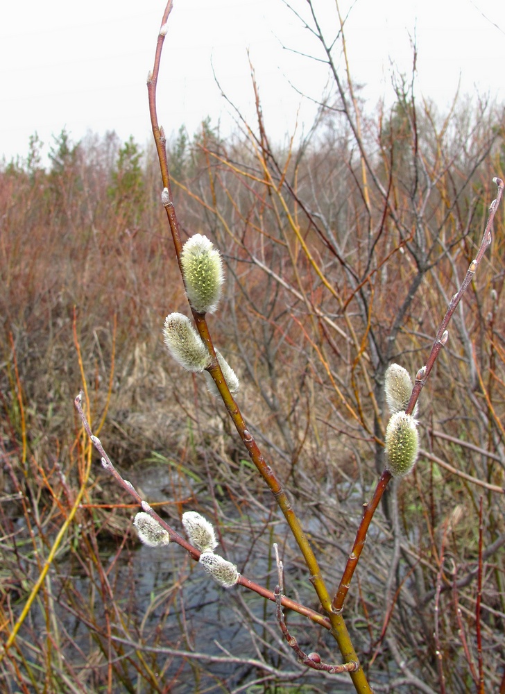 Image of Salix lapponum specimen.