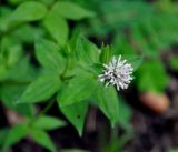 Asperula caucasica. Верхушка побега с соцветием. Краснодарский край, Апшеронский р-н, окр. пос. Мезмай, хребет Гуама, Орлиная скала. 28.04.2014.