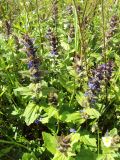 Ajuga genevensis