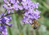 Limonium gmelinii