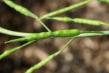 Brassica juncea. Невызревший плод. Германия, г. Дюссельдорф, Ботанический сад университета. 02.06.2014.