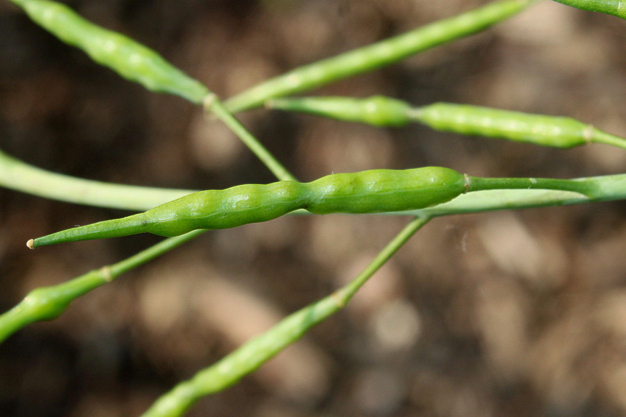 Изображение особи Brassica juncea.