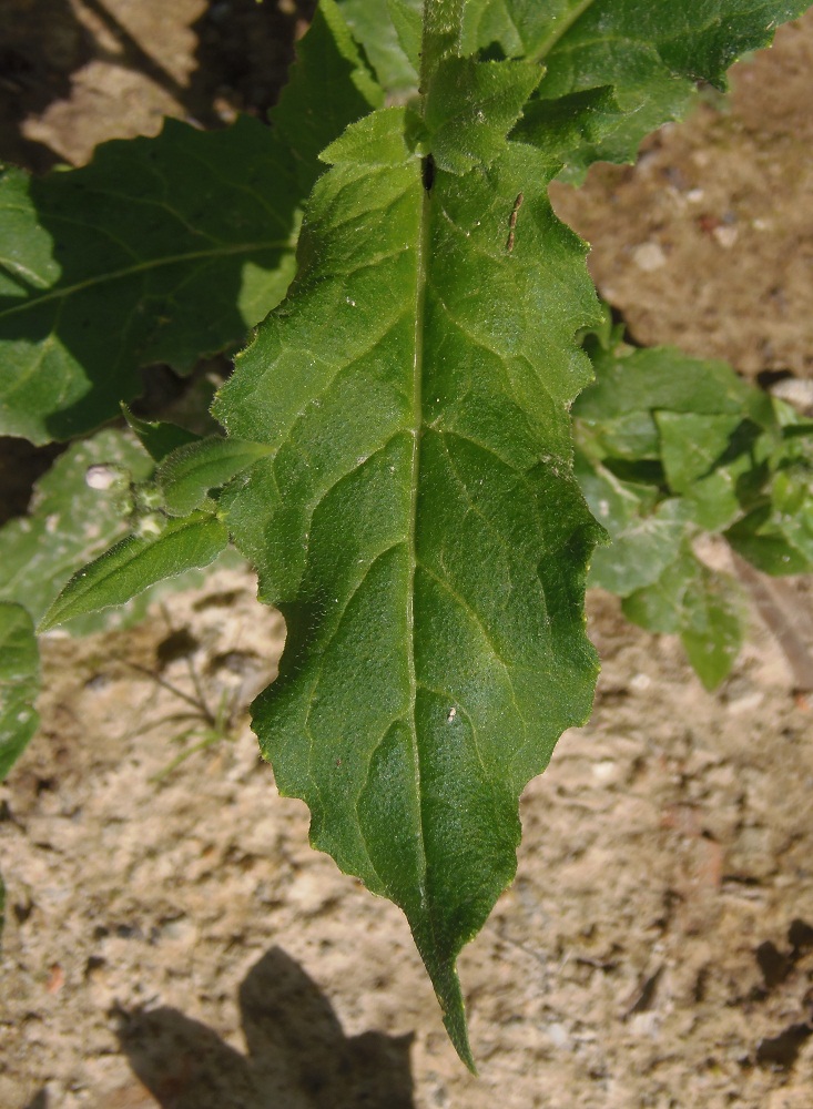 Изображение особи семейство Brassicaceae.