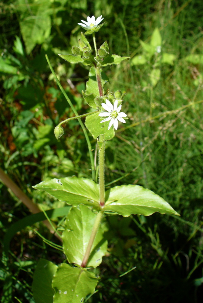 Image of Myosoton aquaticum specimen.