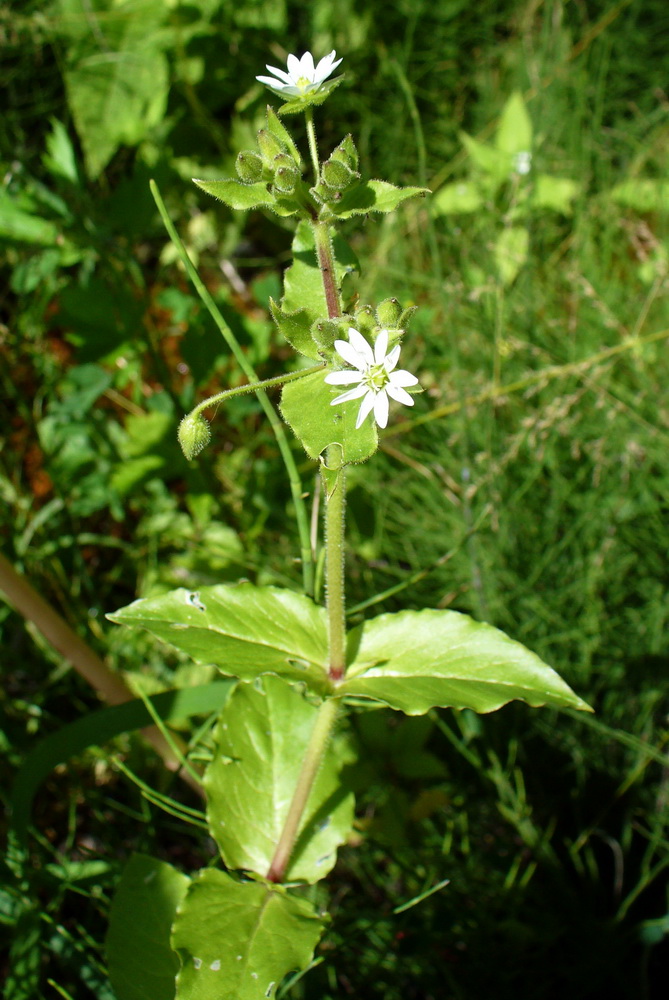 Изображение особи Myosoton aquaticum.