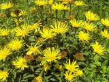 Inula hirta