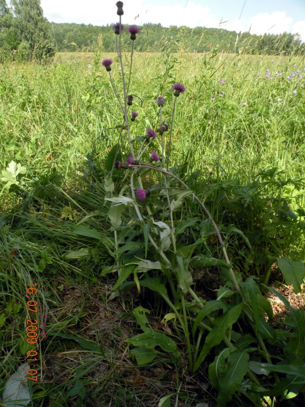 Image of Cirsium heterophyllum specimen.