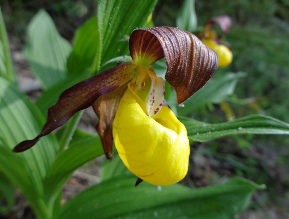 Image of Cypripedium calceolus specimen.