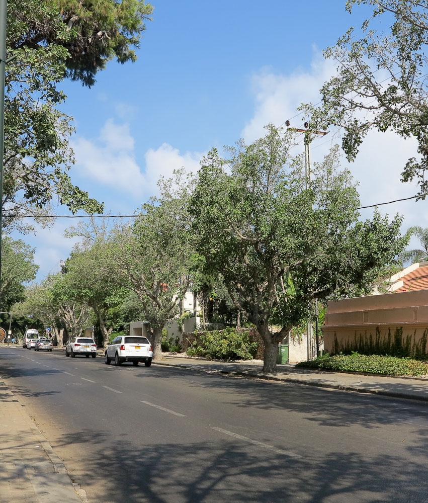 Image of Ficus sycomorus specimen.