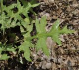 Echinops bannaticus