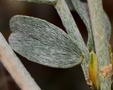 Image of taxon representative. Author is Татьяна Мальчинская