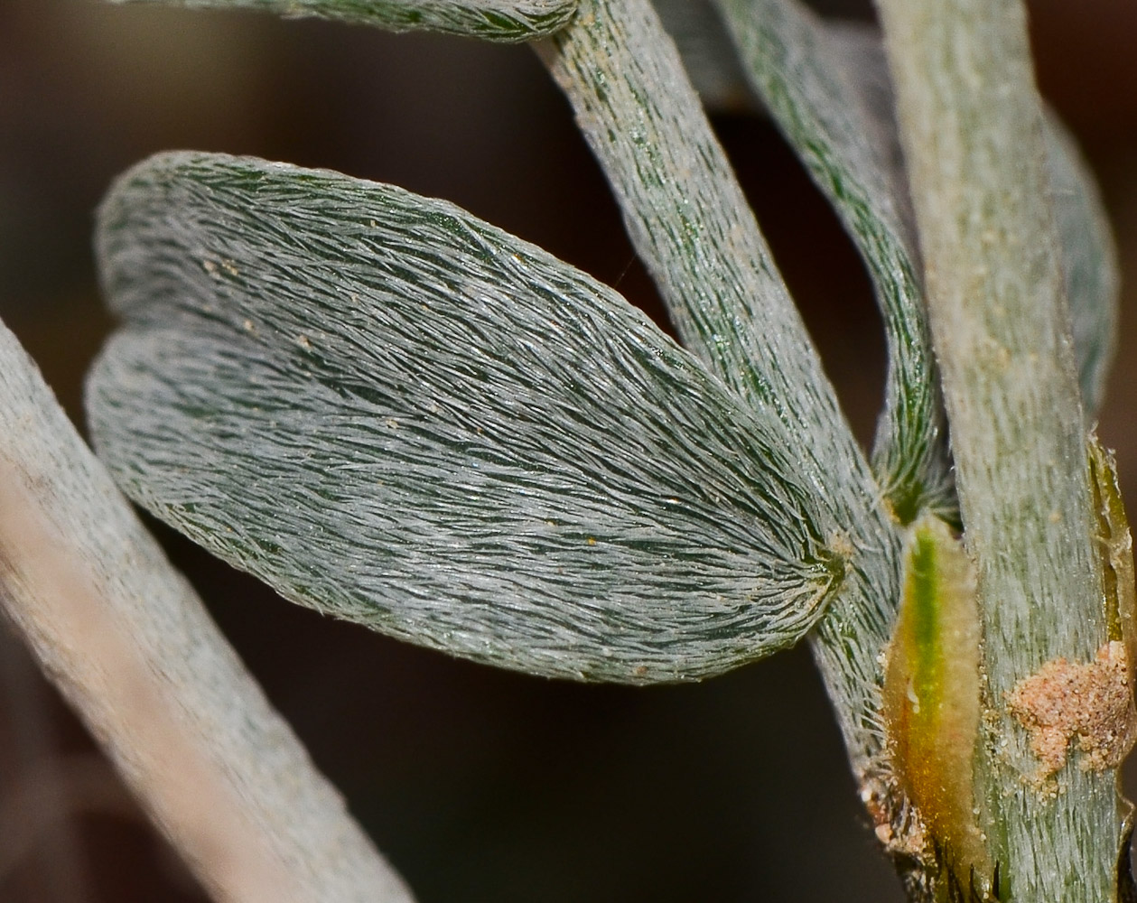 Изображение особи Astragalus amalecitanus.