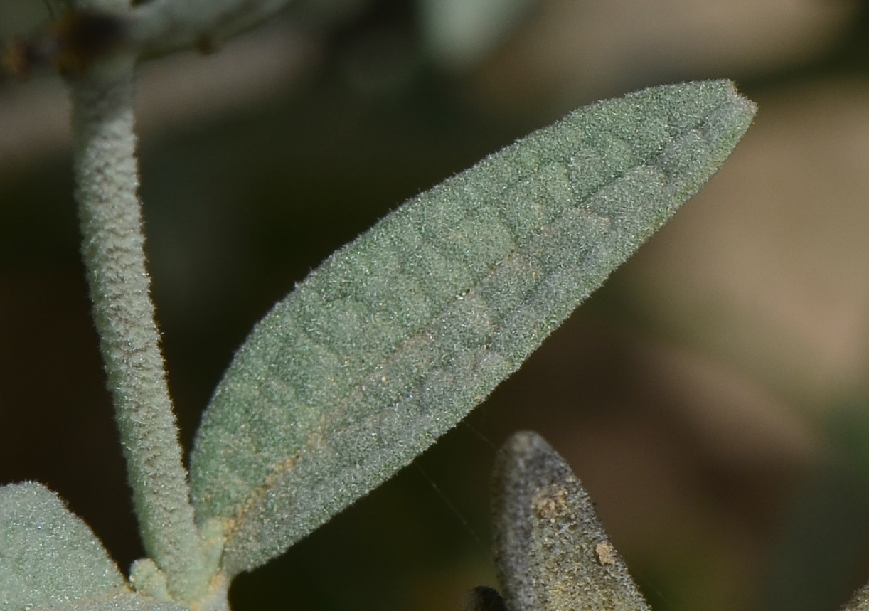 Изображение особи Stachys aegyptiaca.