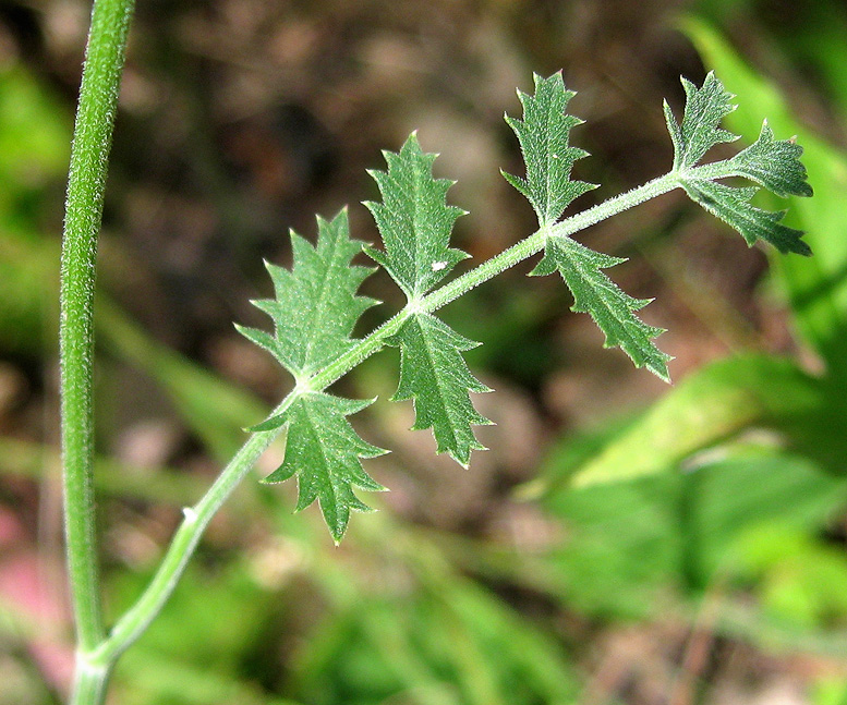 Изображение особи Pimpinella nigra.