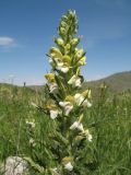 Pedicularis dolichorrhiza