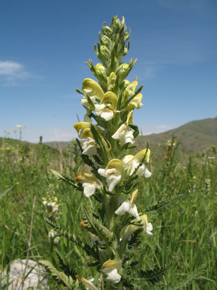 Image of Pedicularis dolichorrhiza specimen.