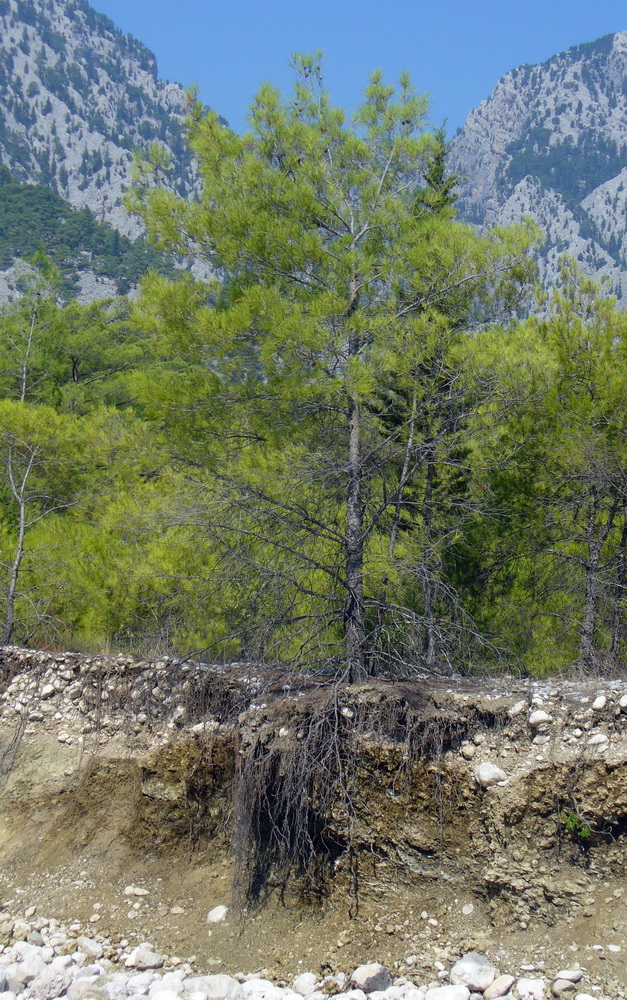 Изображение особи Pinus brutia.