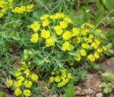 Euphorbia cyparissias. Часть цветущего растения. Приморский край, г. Уссурийск, газон. 18.05.2008.