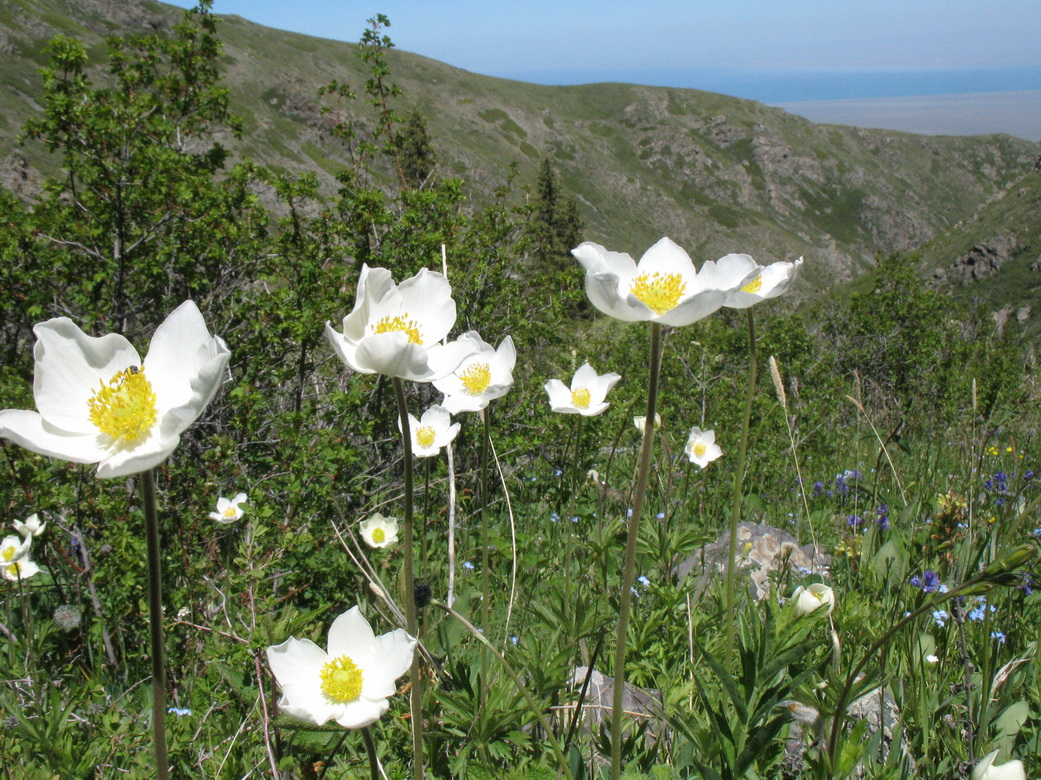 Image of Anemone sylvestris specimen.