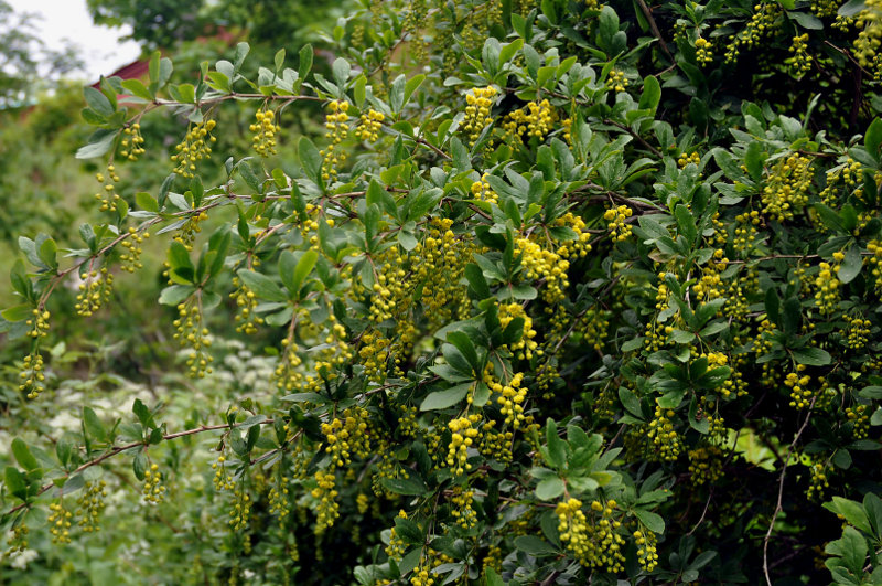 Изображение особи Berberis vulgaris.