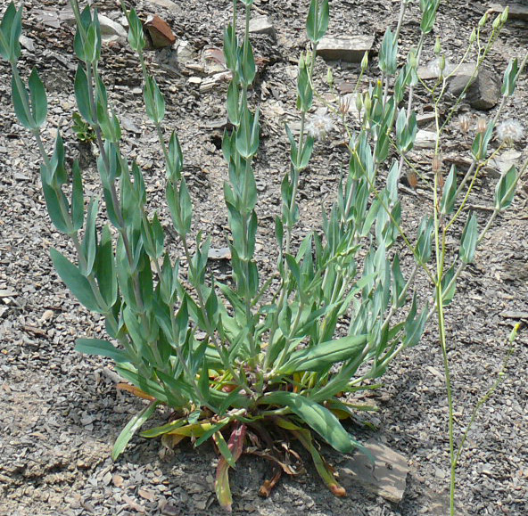 Image of Silene compacta specimen.