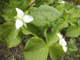 Trillium camschatcense. Цветущие растения. Камчатский край, Елизовский р-н.