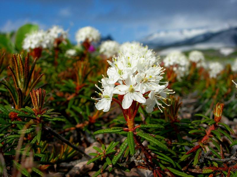 Image of Ledum decumbens specimen.