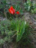 Tulipa ostrowskiana