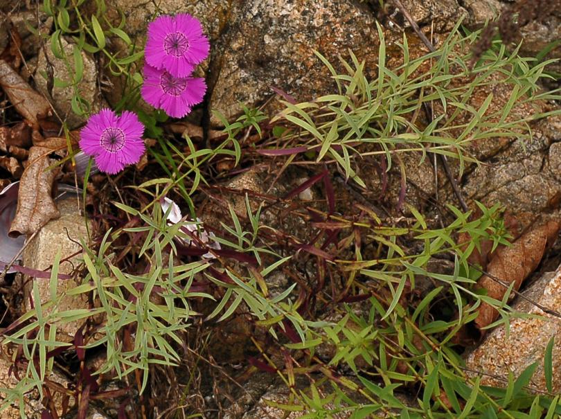 Image of Dianthus chinensis specimen.
