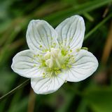 Parnassia palustris