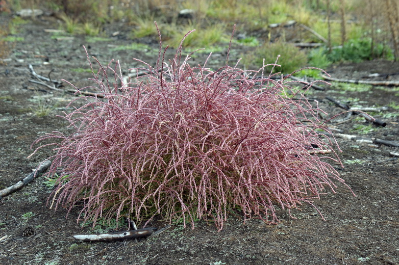 Изображение особи Corispermum declinatum.