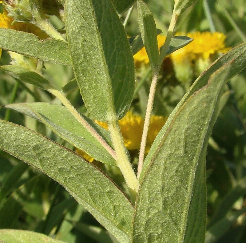 Image of Inula germanica specimen.