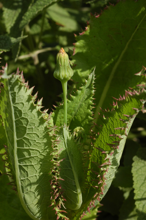 Изображение особи Sonchus asper.