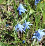 Scilla siberica