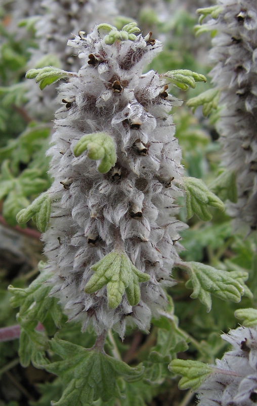 Image of Lagopsis marrubiastrum specimen.