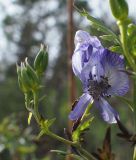 Aconitum nasutum. Цветок и плоды. Адыгея, окр. плато Лагонаки. 17.09.2015.