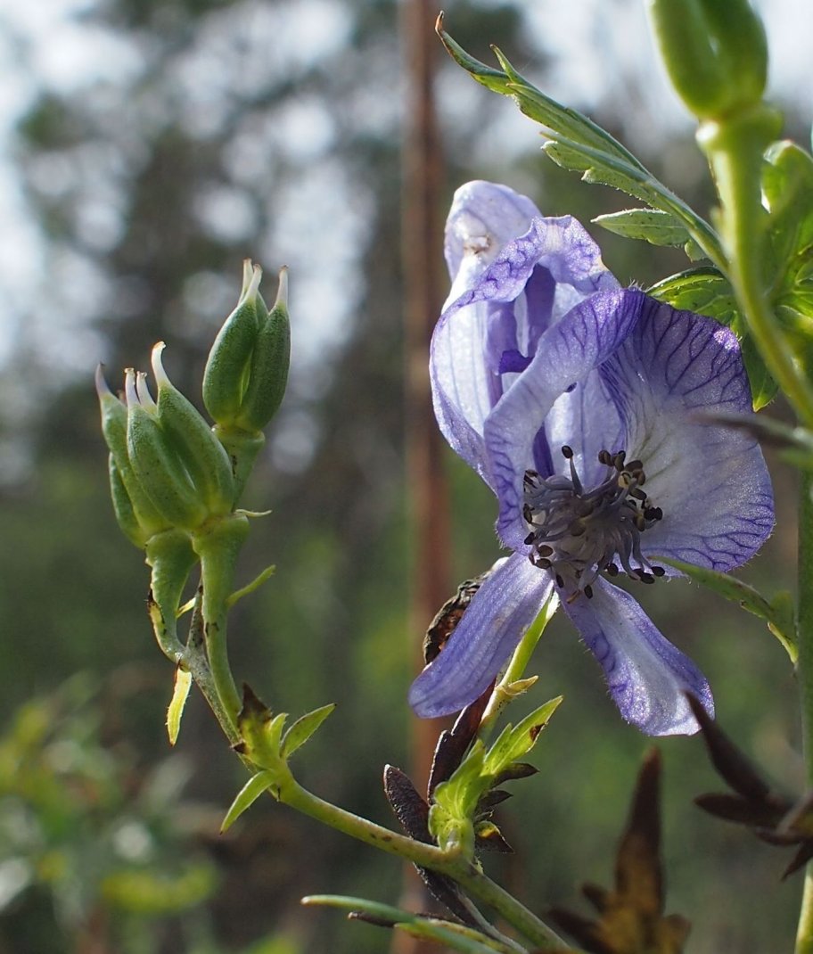 Image of Aconitum nasutum specimen.