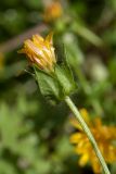 Helminthotheca echioides. Верхушка побега с соцветием. Черногория, окр. пос. Пржно (Pržno), пояс маквиса, выкашиваемая луговина у обочины дороги. 07.10.2014.