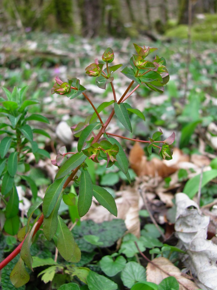 Изображение особи Euphorbia stricta.