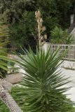 Yucca aloifolia. Плодоносящее растение. Черногория, г. Херцег-Нови (Herceg Novi), набережная, в культуре. 17.10.2014.