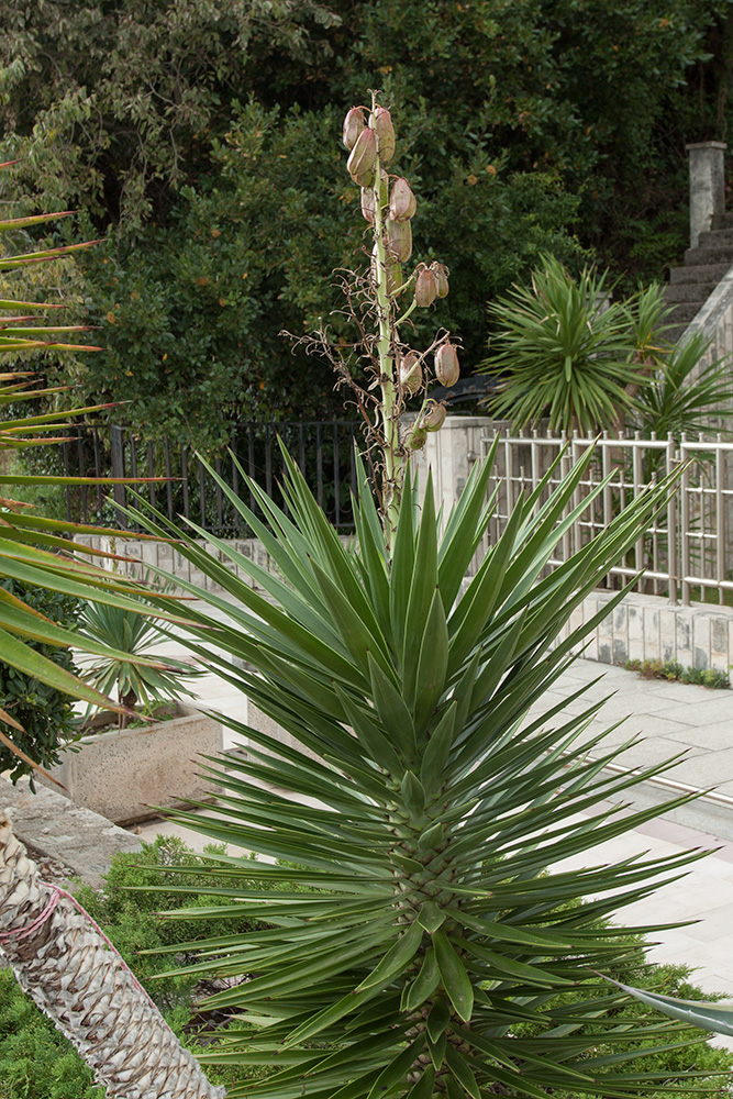 Изображение особи Yucca aloifolia.