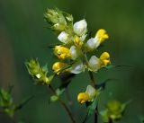 род Rhinanthus. Верхушка с раскрывшимися и нераскрывшимися соцветиями. Московская обл., Раменский р-н, окр. ж.-д. платформы Хрипань, просека под ЛЭП. 29.06.2015.