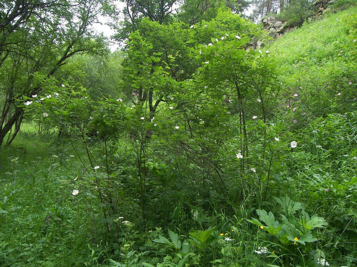 Изображение особи Rosa valentinae.