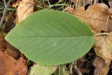 Viburnum lantana. Лист (вид верху). Санкт-Петербург, Дудергофские высоты, широколиственный лес. 10.10.2009.