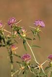Centaurea iberica