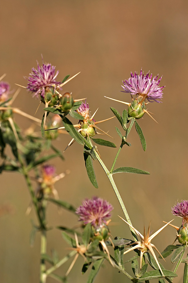 Изображение особи Centaurea iberica.